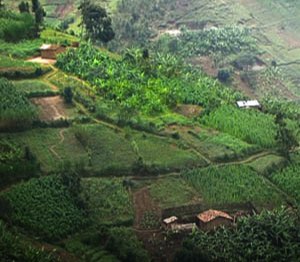 cultivated hills, Rwanda