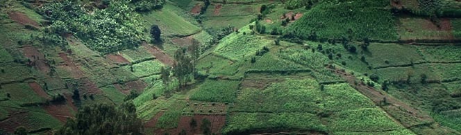 Rwanda's terraced hillsides near Nyaratovu